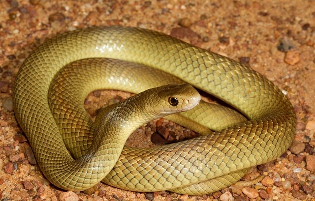 Rắn nâu vùng đông Australia