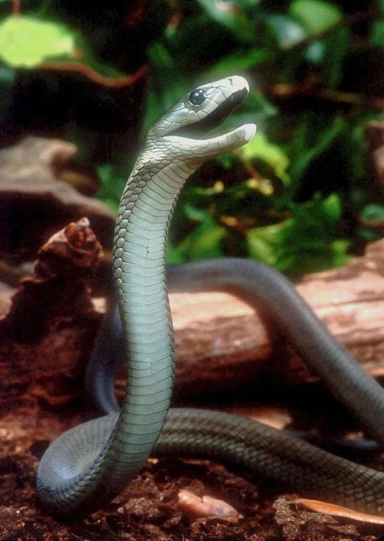 Rắn Mamba Đen là loài bò sát nhanh nhất hành tinh