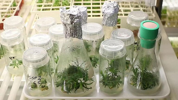 Các nhà khoa học Áo đang tìm cách giải mã bộ gene của Silene stenophylla.