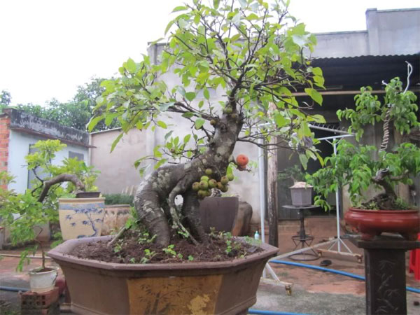 Kỹ thuật trồng và chăm sóc cây sung cảnh ra quả