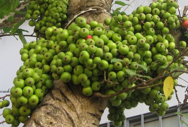 Kỹ thuật trồng và chăm sóc cây sung cảnh ra quả
