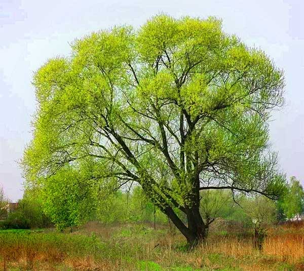 Cây có thể mất từ 70-120 lít nước trong một ngày