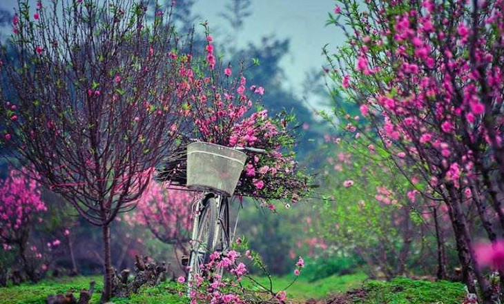 Vào giữa tháng 11 âm lịch, nếu thời tiết nồm ẩm kéo dài, nụ hoa sẽ nhú to, hoa đào có khả năng sẽ nở sớm thì phải hãm lại.