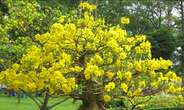 Hoa mai thường mọc ra từ nách lá