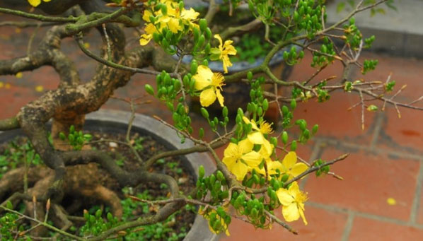 Ở Việt Nam có 8 loại hoa mai.