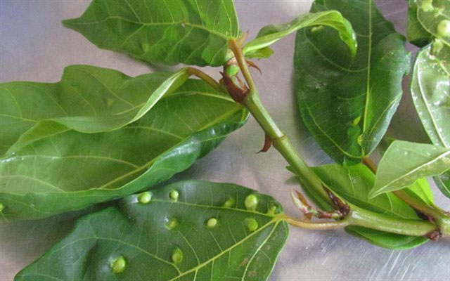 Trong Đông Y, lá sung có nốt được xem là tốt hơn những lá bình thường.