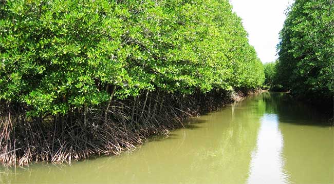 Khí hậu, địa hình, thủy văn và độ muối trong rừng tạo điều kiện cho hệ sinh thái rừng ngập mặn phát triển.