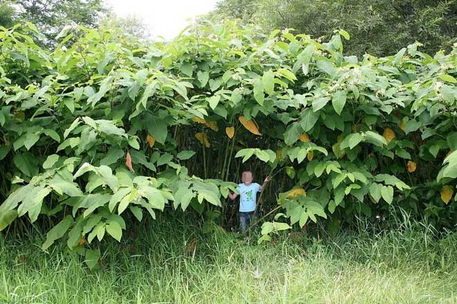 Những loài thực vật khổng lồ trên đảo Sakhalin