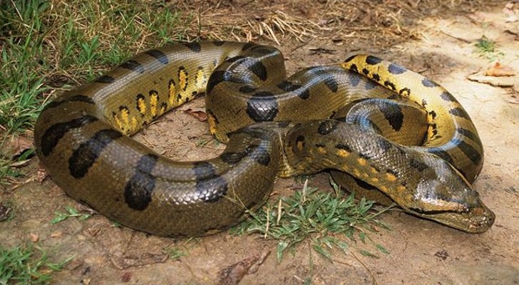 Trăn Anaconda là loài rắn lớn nhất thế giới.