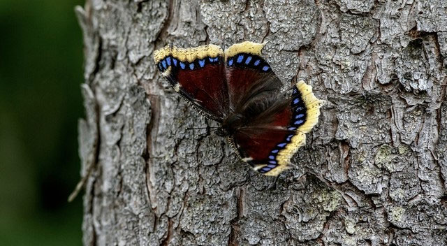 Không giống như loài bướm khác, bướm Mourning Cloak ngủ đông.