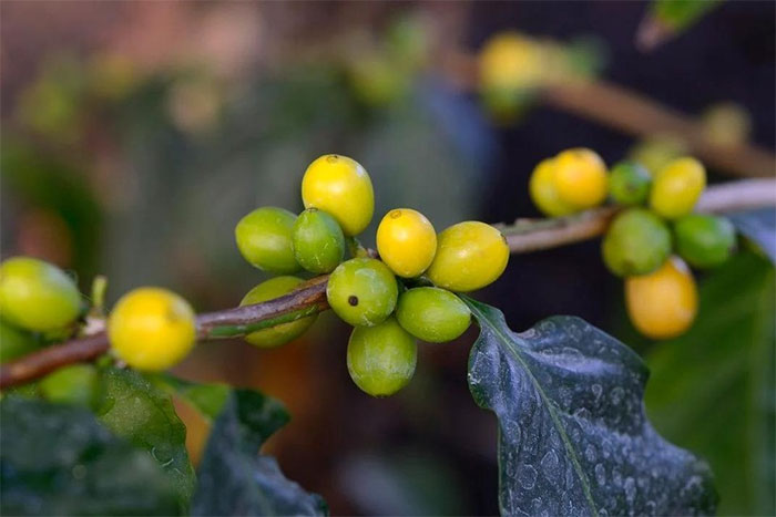 Cà phê Arabica