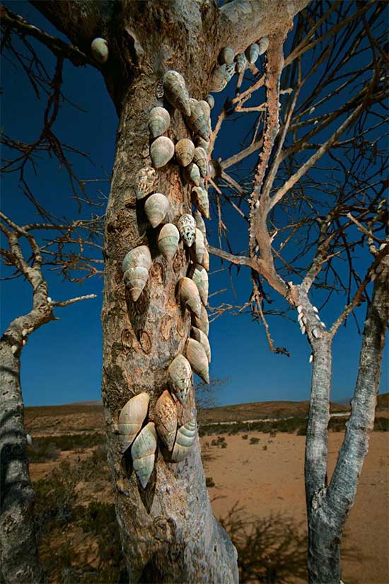Mọi cảnh vật ở Socotra đều độc đáo, đặc biệt.