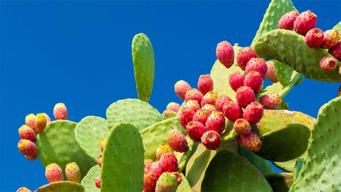 Xương rồng Nopal