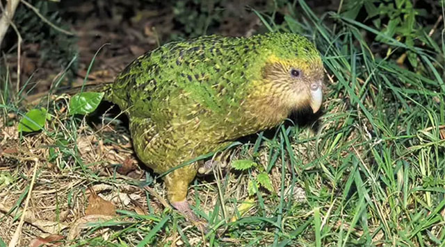 Chim Kakapo