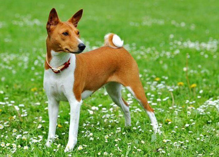 Basenji có kích thước tương đương với một con chó săn