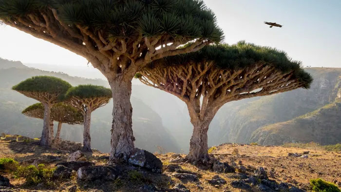 Đảo Socotra