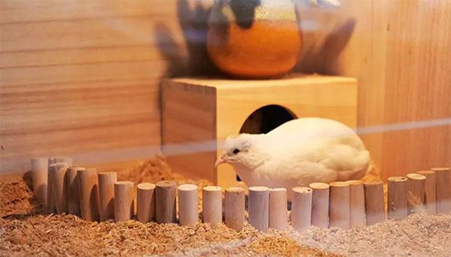 Gà Rutin được lai tạo giữa chim cút ngực xanh và gà gô xám châu Á.