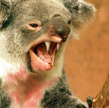 Ảnh photoshop mô phỏng drop bear.