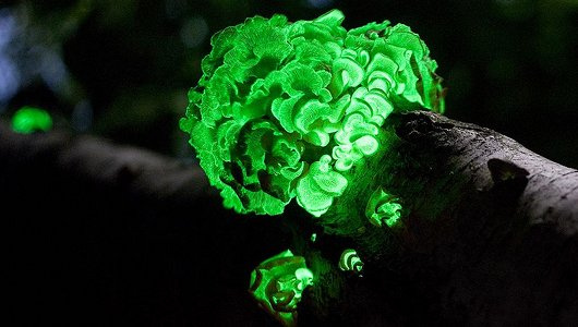 Nấm phát quang là một loài thực vật độc, còn có tên khác là “nấm ma”.