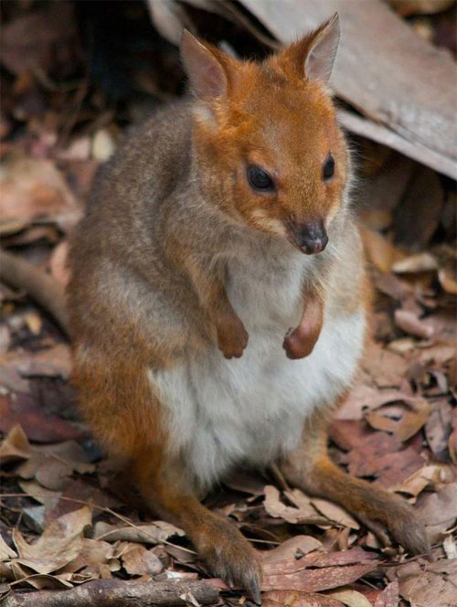 Loài pademelon chân đỏ