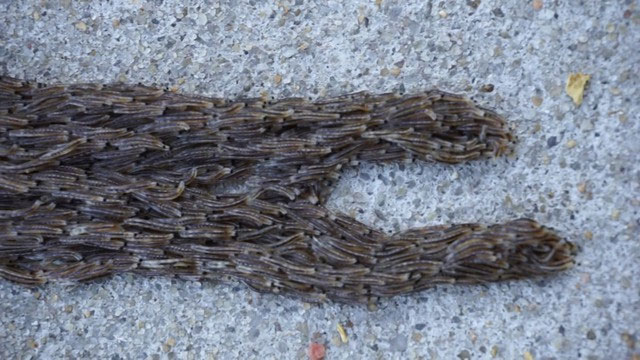Đây thực chất là ấu trùng của ruồi nấm cánh sẫm Sciaridae xếp chồng lên nhau