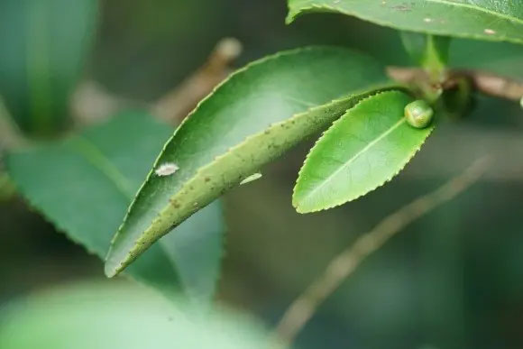 Các lá chè bị rầy xanh cắn sẽ tiết ra những chất riêng để lành vết thương. 