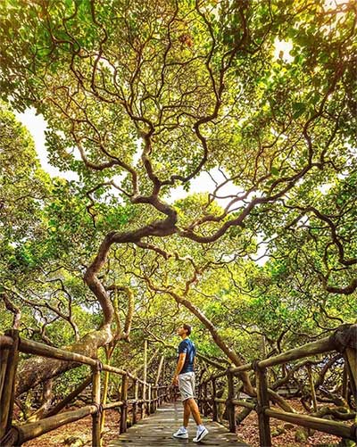Du khách có cảm giác như đi giữa một rừng cây, nhưng thực tế chỉ có một cây