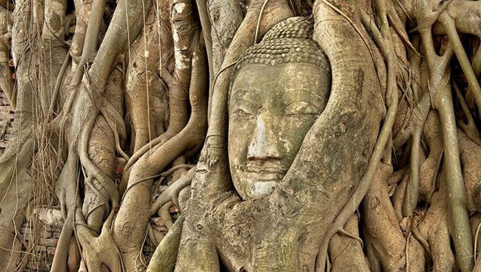 Ayutthaya còn được coi là một Công viên di sản văn hóa bởi khắp nơi màu xanh của cây cổ thụ và thảm cỏ mượt mà xen giữa những phế tích kiến trúc